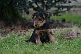 WELSH TERRIER 150